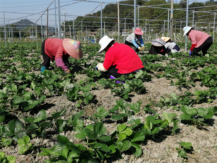 2、11月12日光泽县油溪村农民在建设中的防冻草莓大棚除杂草 黄献光 摄.jpg