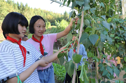 3宁化县方田中心学校孩子们在 “开心农场”体验劳动的艰辛和收获的快乐2.jpg