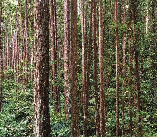 南平市林业生态文明实践基地【7】：南平茫荡山国家级自然保护区